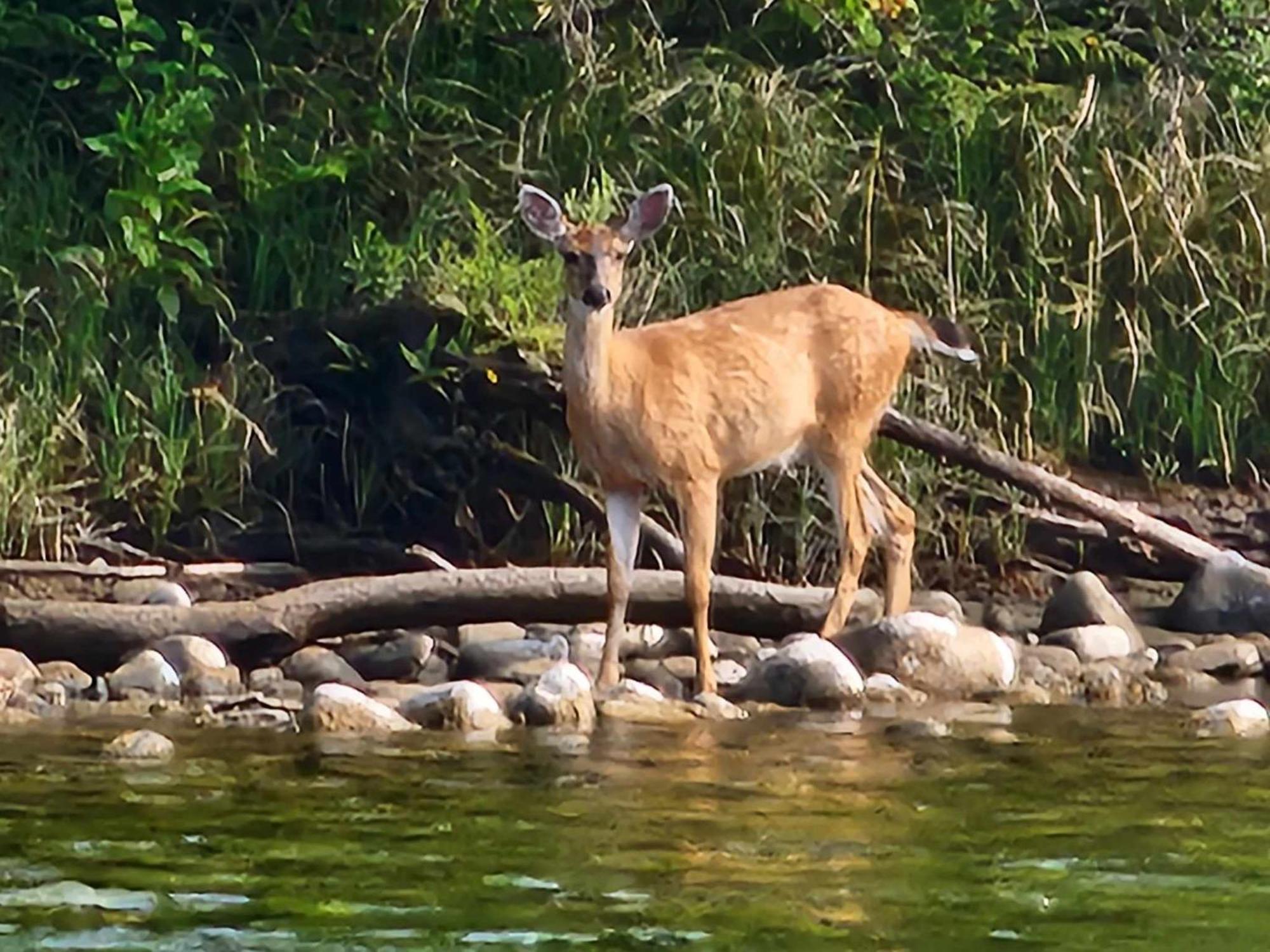 Campbell River Lodge Dış mekan fotoğraf